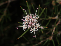 Hakea circumalata