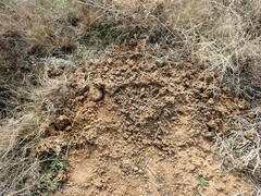 Camponotus maculatus