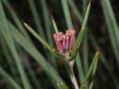 Hakea circumalata