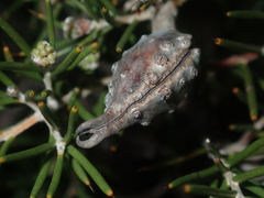 Hakea circumalata