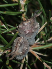 Hakea circumalata