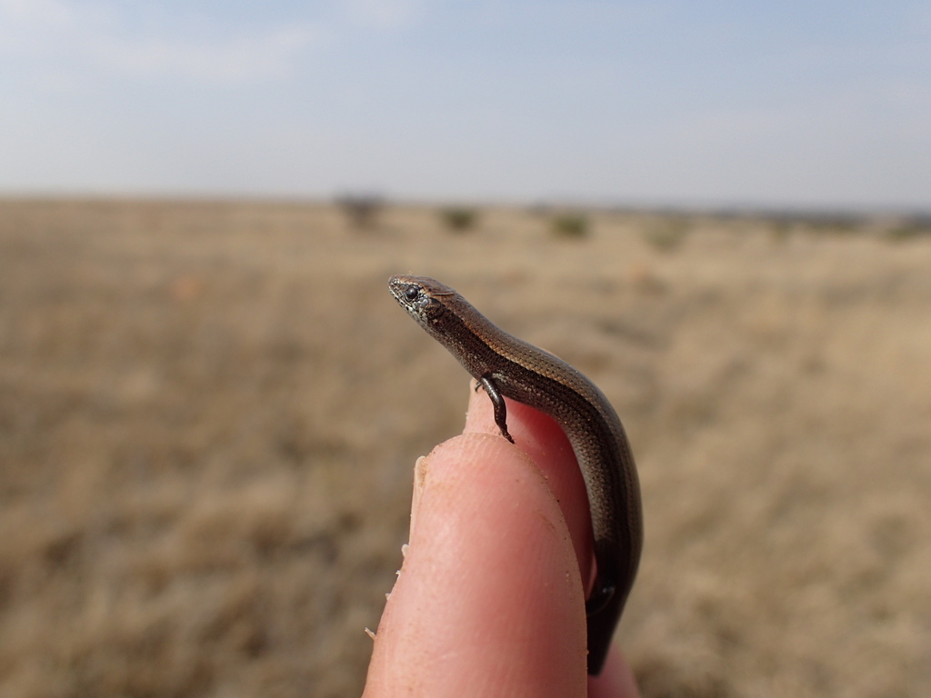 Wahlberg’s Snake-eyed Skink