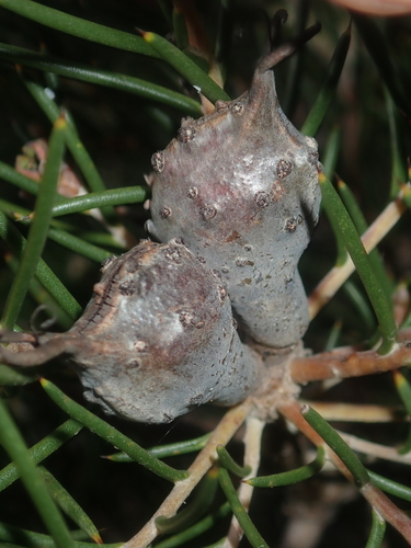 Image of Hakea Circumalata (Hakea circumalata) by (c) Thomas Mesaglio, some rights reserved (CC BY)