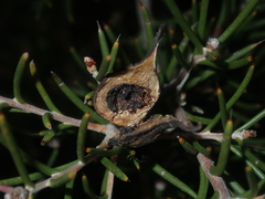 Hakea circumalata