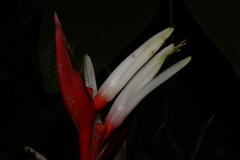 Heliconia angusta