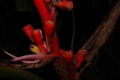 Heliconia angusta