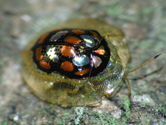 Plagiometriona multisignata