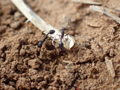 Monomorium albopilosum