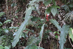 Heliconia angusta