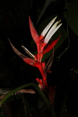 Heliconia angusta