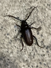 Prionus insularis insularis