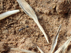 Monomorium albopilosum