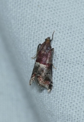 Acrobasis marmorea