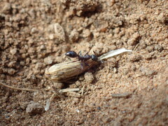 Monomorium albopilosum