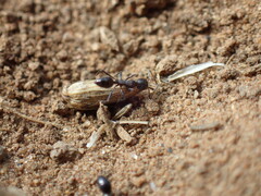 Monomorium albopilosum