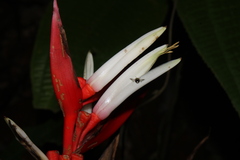Heliconia angusta