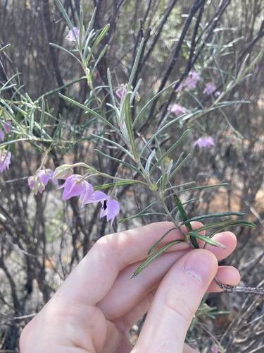 Image of Guichenotia macrantha by (c) Thomas Mesaglio, some rights reserved (CC BY)