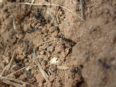 Monomorium albopilosum