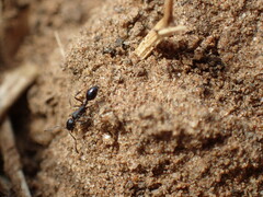 Monomorium albopilosum