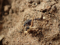 Monomorium albopilosum