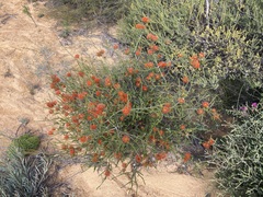Melaleuca aestiva