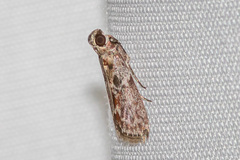 Indomyrlaea eugraphella