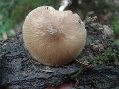 Pluteus seticeps