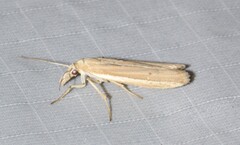 Pima albiplagiatella