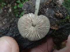 Pluteus seticeps