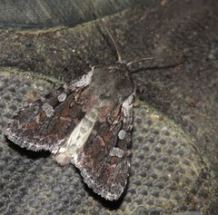 Lycophotia molothina