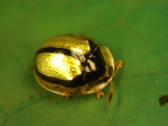 Charidotis nigrocincta