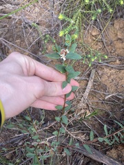 Monotaxis bracteata