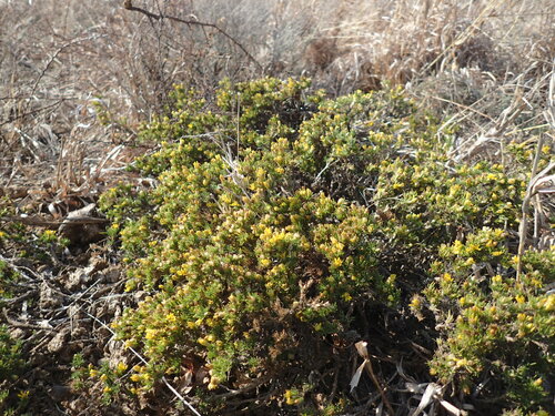 Image of Oedera humilis by (c) Mahomed Desai, some rights reserved (CC BY)