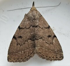 Zanclognatha dentata