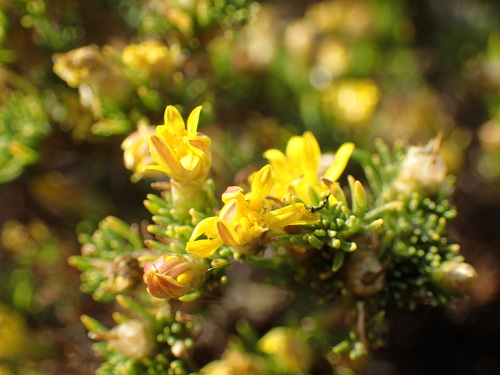 Image of Oedera humilis by (c) Mahomed Desai, some rights reserved (CC BY)