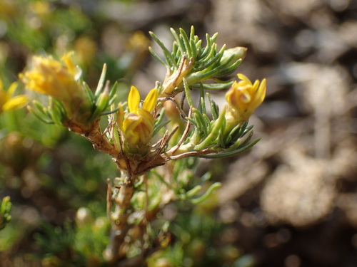 Image of Oedera humilis by (c) Mahomed Desai, some rights reserved (CC BY)