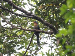 Zanclostomus javanicus