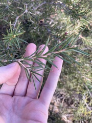 Hakea circumalata