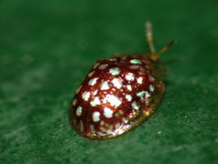 Charidotis auroguttata