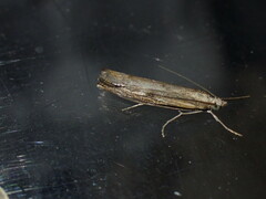 Agriphila geniculea