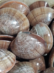 Eucallista purpurata