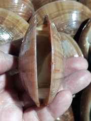 Eucallista purpurata
