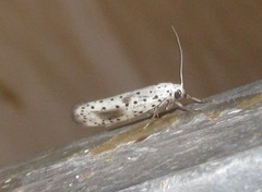 Yponomeuta rorrella