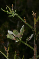 Genista aspalathoides