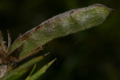 Genista aspalathoides