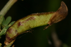 Calicotome infesta