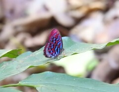 Paralaxita damajanti