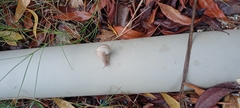 Ariophanta exilis