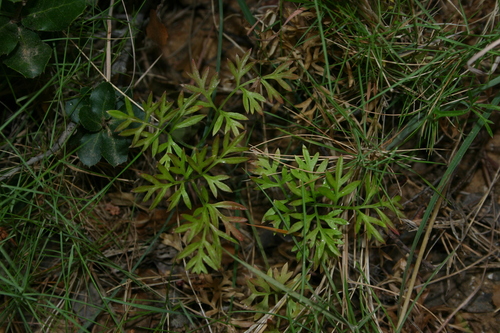 Bunium crassifolium image