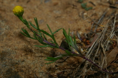 Lonas annua